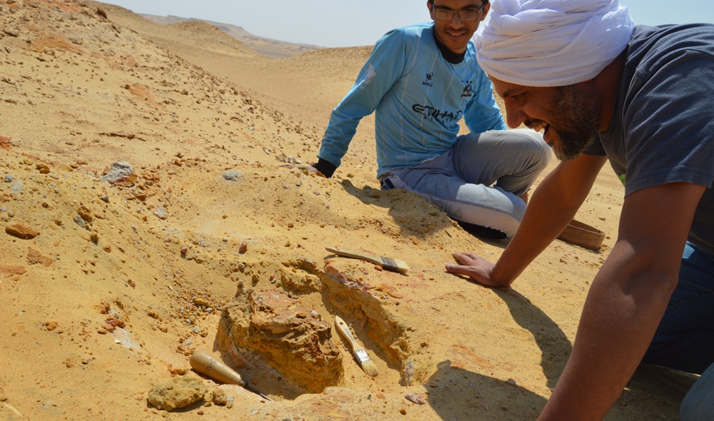 Professor Hesham Sallam sitting on the sand in the desert looking at a new skull discovery and smiling