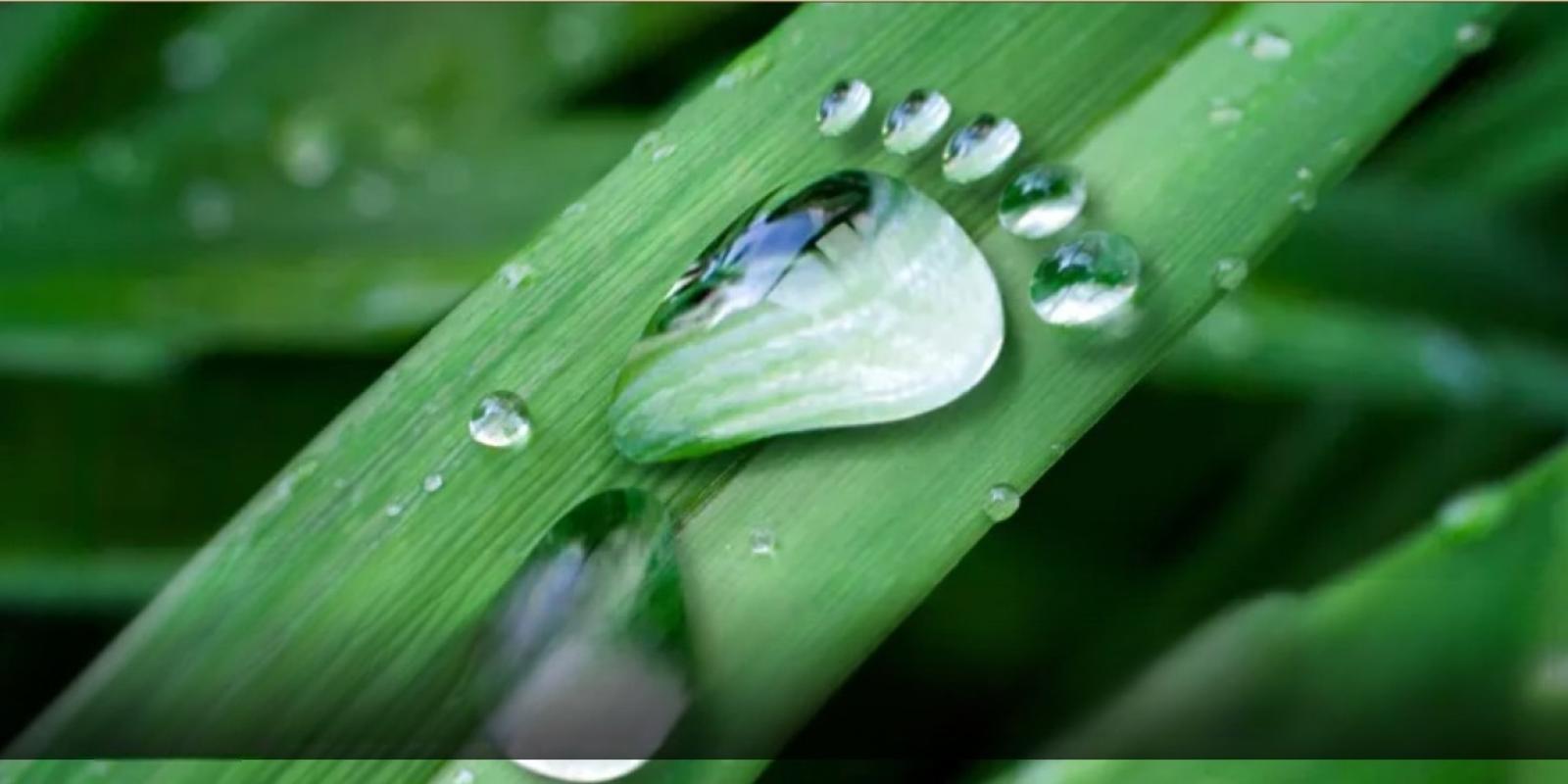 Water footprint on grass