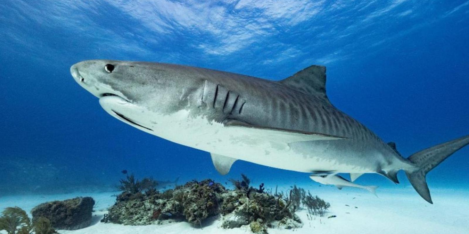 Recent shark attack, sightings: Should they be a cause for concern?