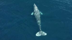 a shark swimming in the deep blue sea